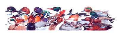 M-315 Huddle of Ducks 38 x 8.5 13 Mesh Shorebird Studio
