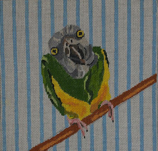 JKNA-046 Jane the Senegal Parrot II 7.25"x 7.25" 18 Mesh Judy Keenan NeedleArts  (Canvas And Thread)