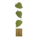 Wg11929 Pumpkin Stem and 3 Leaves 21/2X3 18ct 3@3X3 Whimsy And Grace