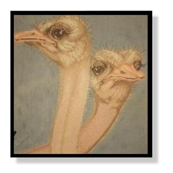 DC84A	Hey Good Lookin' (Ostriches)  11 x 11	18 Mesh DESIGNS BY DAYAN CAMERON Quail Run Designs