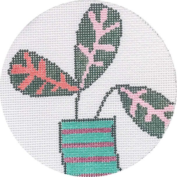 Hello Tess Designs HT81 Prayer Plant  4” round  18 mesh