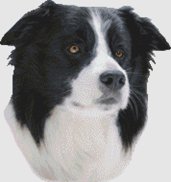 Border Collie - Portrait  178w x 190h DogShoppe Designs