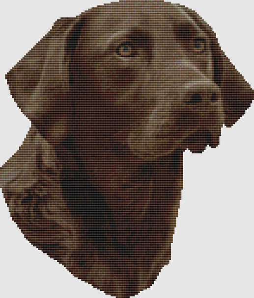 Labrador Retriever - Portrait (Chocolate) 147w x 173h DogShoppe Designs