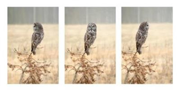 Owl Tryptic 500W x 250 H The Frame Corner