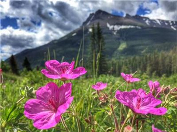 Mountain Flowers 500W x 375H The Frame Corner