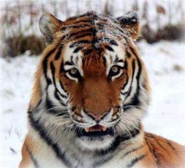 A Snowy Tiger 252W x 229H The Frame Corner