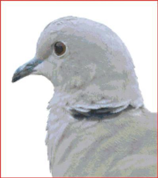 Collared Dove 166 x 183 Rowland Cole's Images of Nature