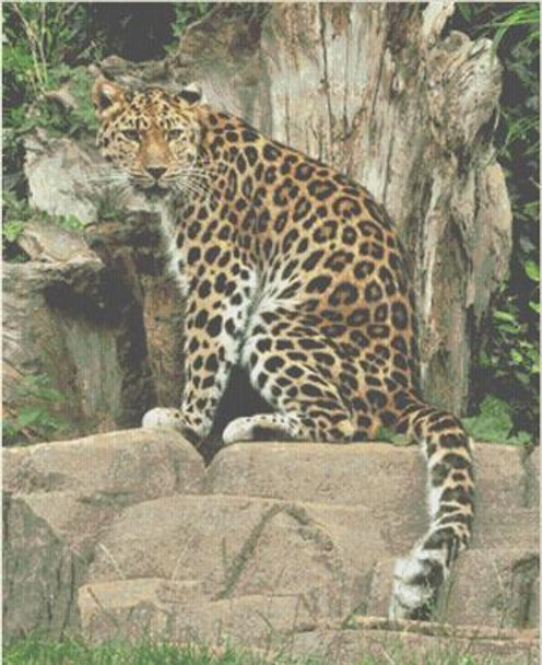 Leopard on Throne 293 x 360 Rowland Cole's Images of Nature