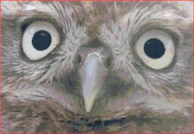 The Stare 220 x 151 Rowland Cole's Images of Nature