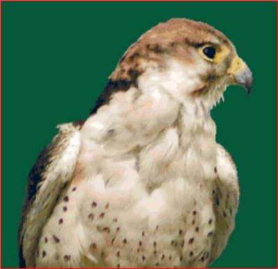 Kingfisher Portrait 330 x 320 Rowland Cole's Images of Nature