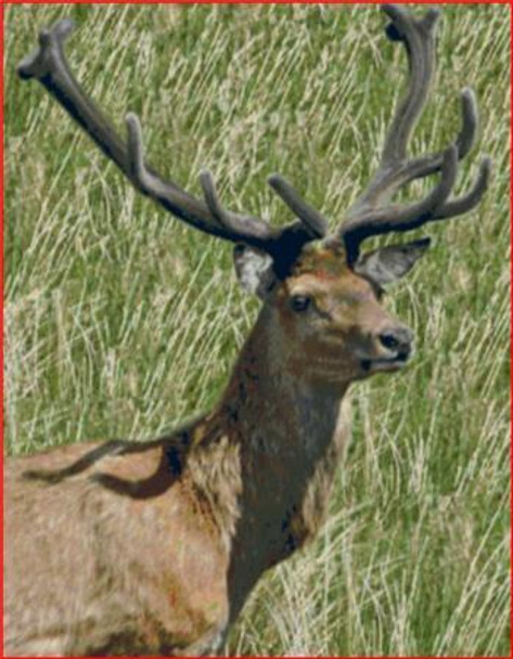 Scottish Stag 330 x 420 Images of Nature