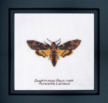 GOK563 Deaths Head Hawk Moth Thea Gouverneur Kit8.3" x 8.3"; Linen; 32ct