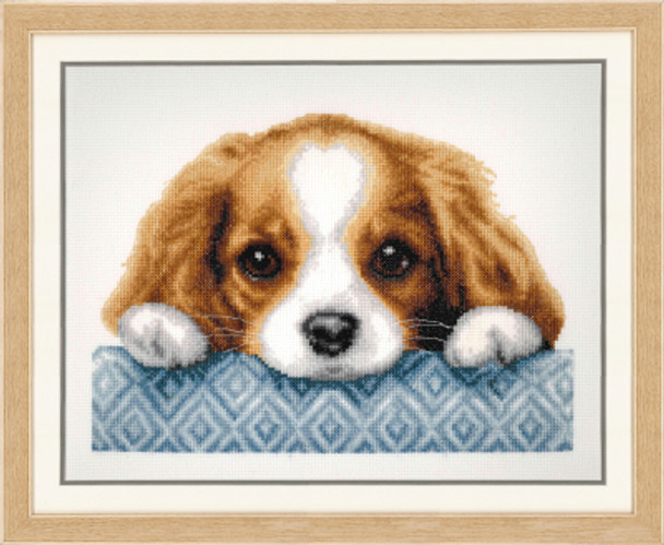 PNV203575 Puppy Vervaco
