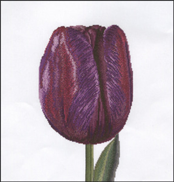 GOK514A Thea Gouverneur Kit Purple Triumph Tulip 13" x 14"; Aida; 16ct