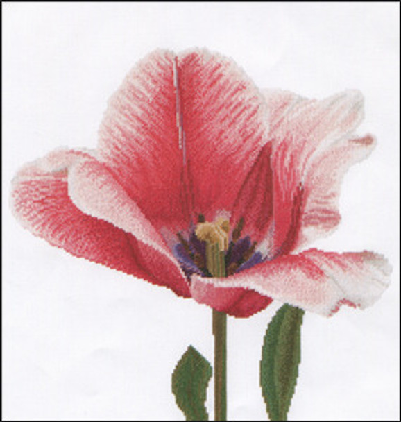 GOK518A Thea Gouverneur Kit Pink Darwin Hybrid Tulip 13" x 14"; Aida; 16ct