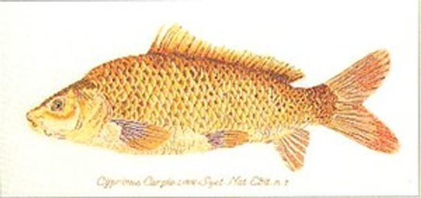 GOK2045 Thea Gouverneur Kit Fish 20-1/2" x 11"; Linen 32ct