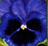 GOK460A Thea Gouverneur Kit Pansy 4" x 4"; Aida; 18ct