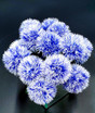 Violet, Purple and White Tipped Dandelions in a Mirror Cubed Vase