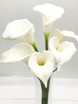 Xena, Calla Lilies 