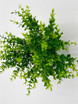 Charlie, Boxwood in a Vase