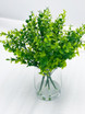 Charlie, Boxwood in a Vase