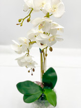 Whitney, Butterfly Orchid Arrangement 