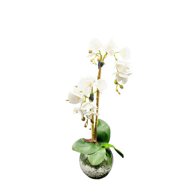 Whitney, Butterfly Orchid Arrangement 