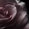 Van Cleef & Arpels, Moonlight Rose 75ml *