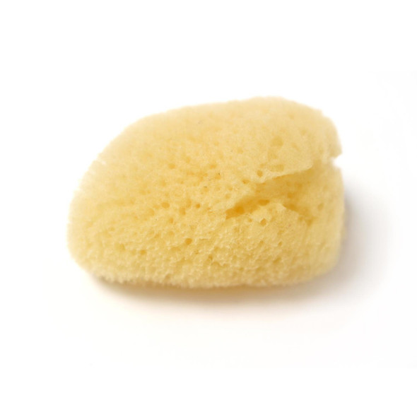 Small Sea Sponge