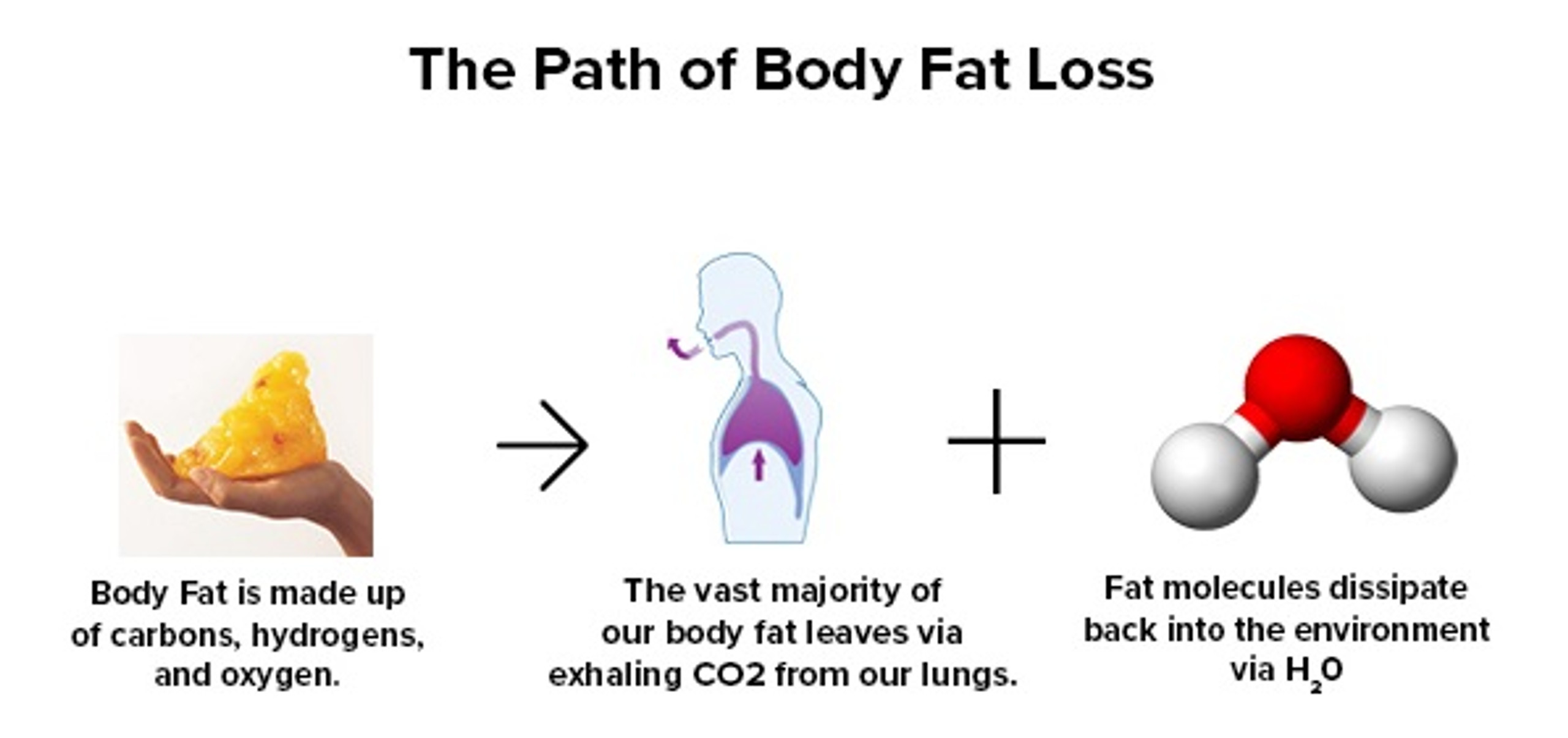How Do We Actually Lose Body Fat?
