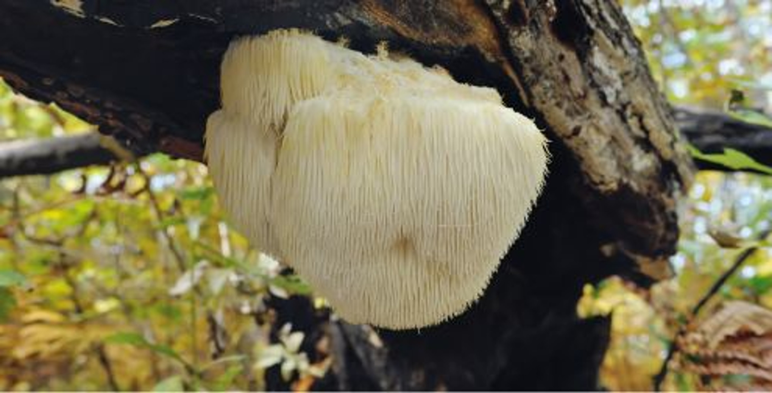 Lion's Mane Mushroom: 5 Health Benefits