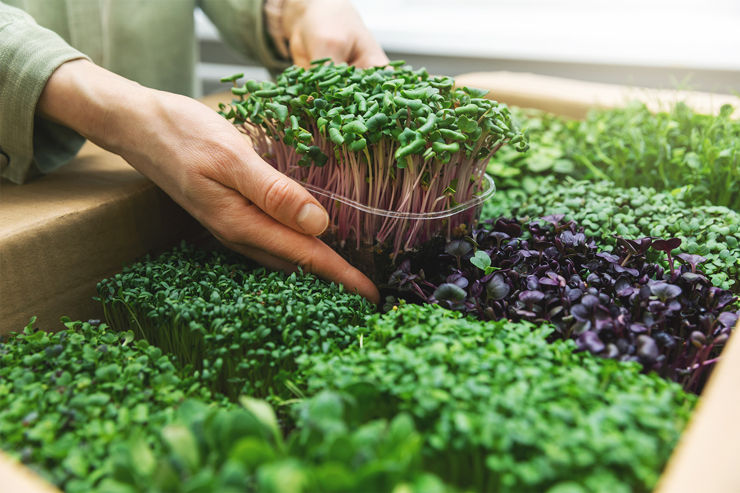 What Are Microgreens: Everything You Need To Know