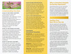 New Kitten Trifold Brochure - 100 lb. Gloss Book