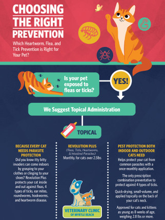 Choosing the Right Prevention - Cat - 18 x 24 Poster