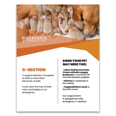 Services Layout 7 - 8.5 X 11 Poster