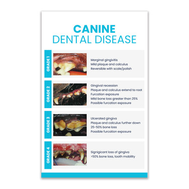 Dental Dog Chart 4x6 One-Sided Post Card