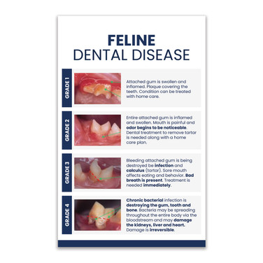 Dental Cat Chart 4x6 One-Sided Post Card