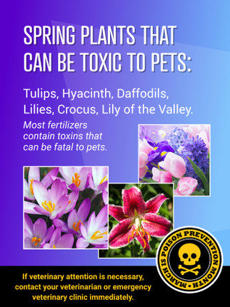 Toxic Plants- 24 x 36 Poster