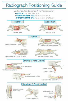 Radiography Guide - 8.5 x 11 Poster