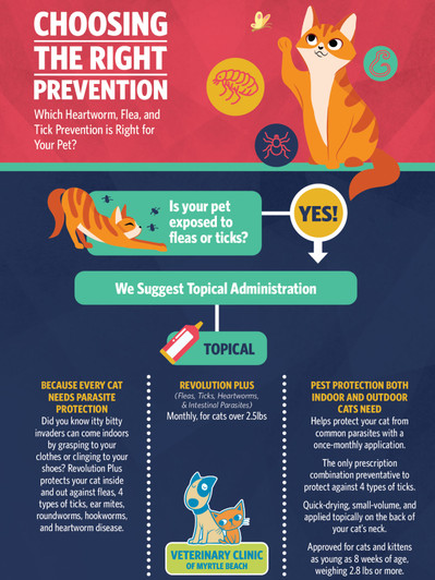 Choosing the Right Prevention - Cat - 18 x 24 Poster