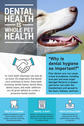 animal dental poster