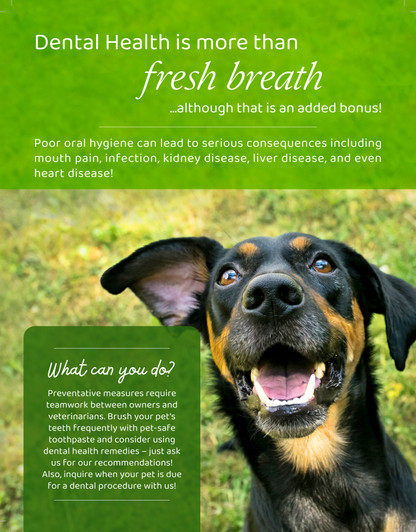 8.5" x 11" Flyer - Dental Education