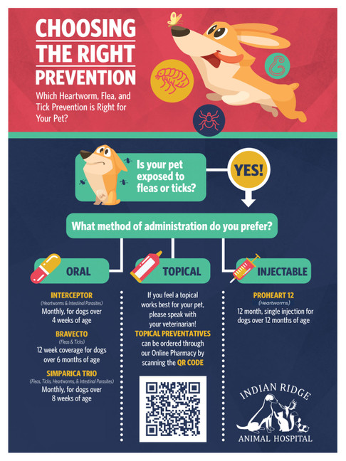 Choosing the Right Prevention - Dog - 18 x 24 Poster