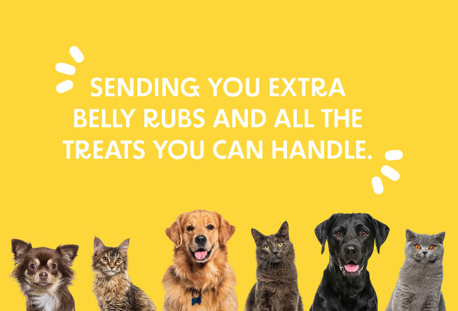 5 x 7 Get Well Cards Yellow Pets with Blank Envelopes