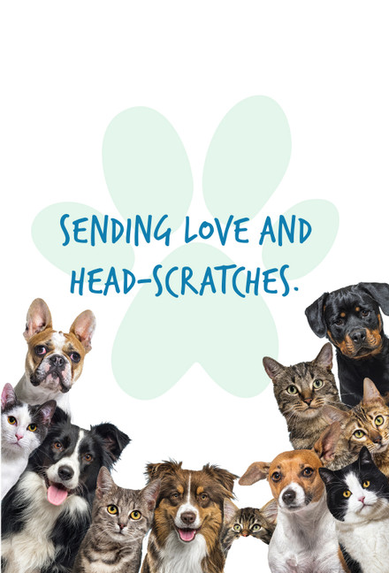 5 x 7 Get Well Cards Pets with Blank Envelopes