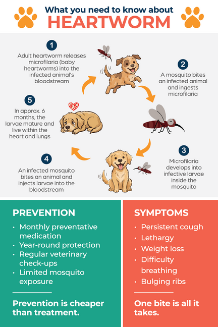 Heartworm Awareness Magnet 4" x 6"