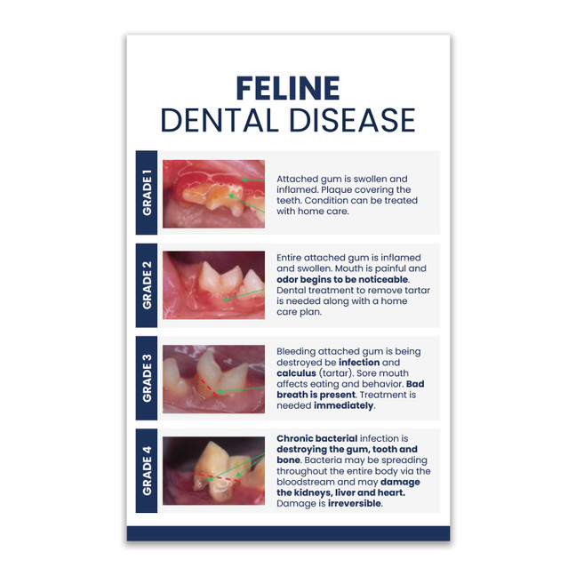Dental Cat Chart 4x6 One-Sided Post Card