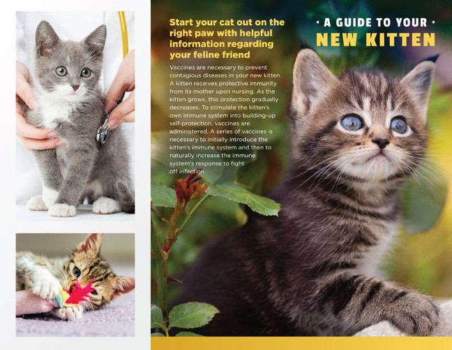 New Kitten Trifold Brochure - 100 lb. Gloss Book