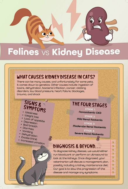 Feline vs. Kidney - 8.5 x 11 Poster