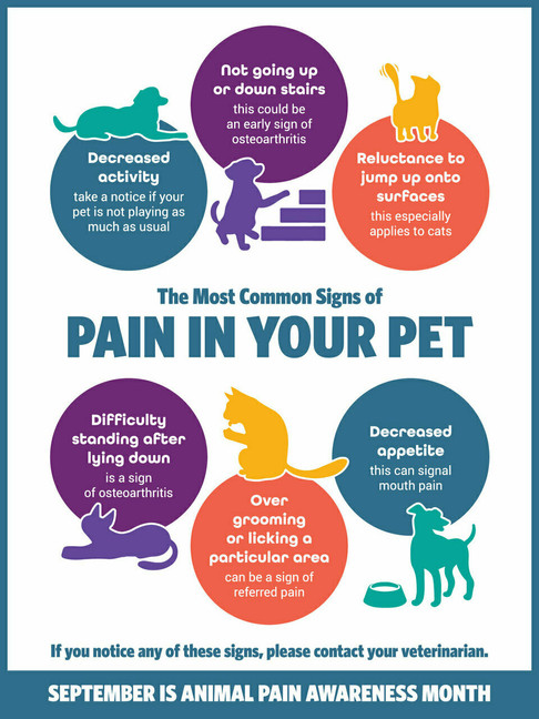 Pain in Pet- 8.5 x 11 Poster